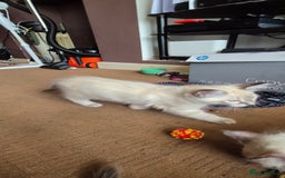 Turkish Angora cats for sale: Turkish angora  - Image 14