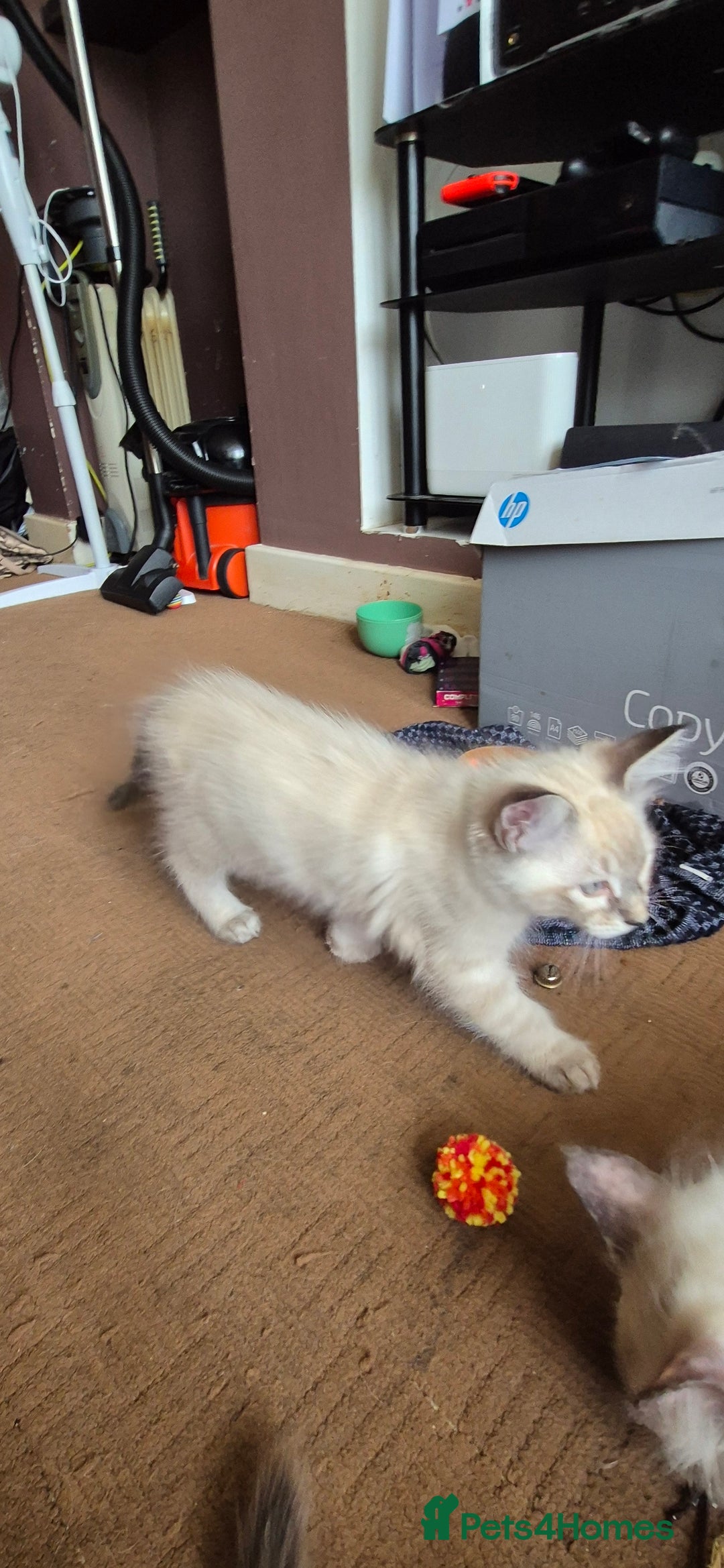 Turkish Angora cats for sale: Turkish angora  - Image 14