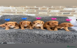 Cocker Spaniel dogs for sale: 6 beautiful red working cocker spaniels  - Image 1