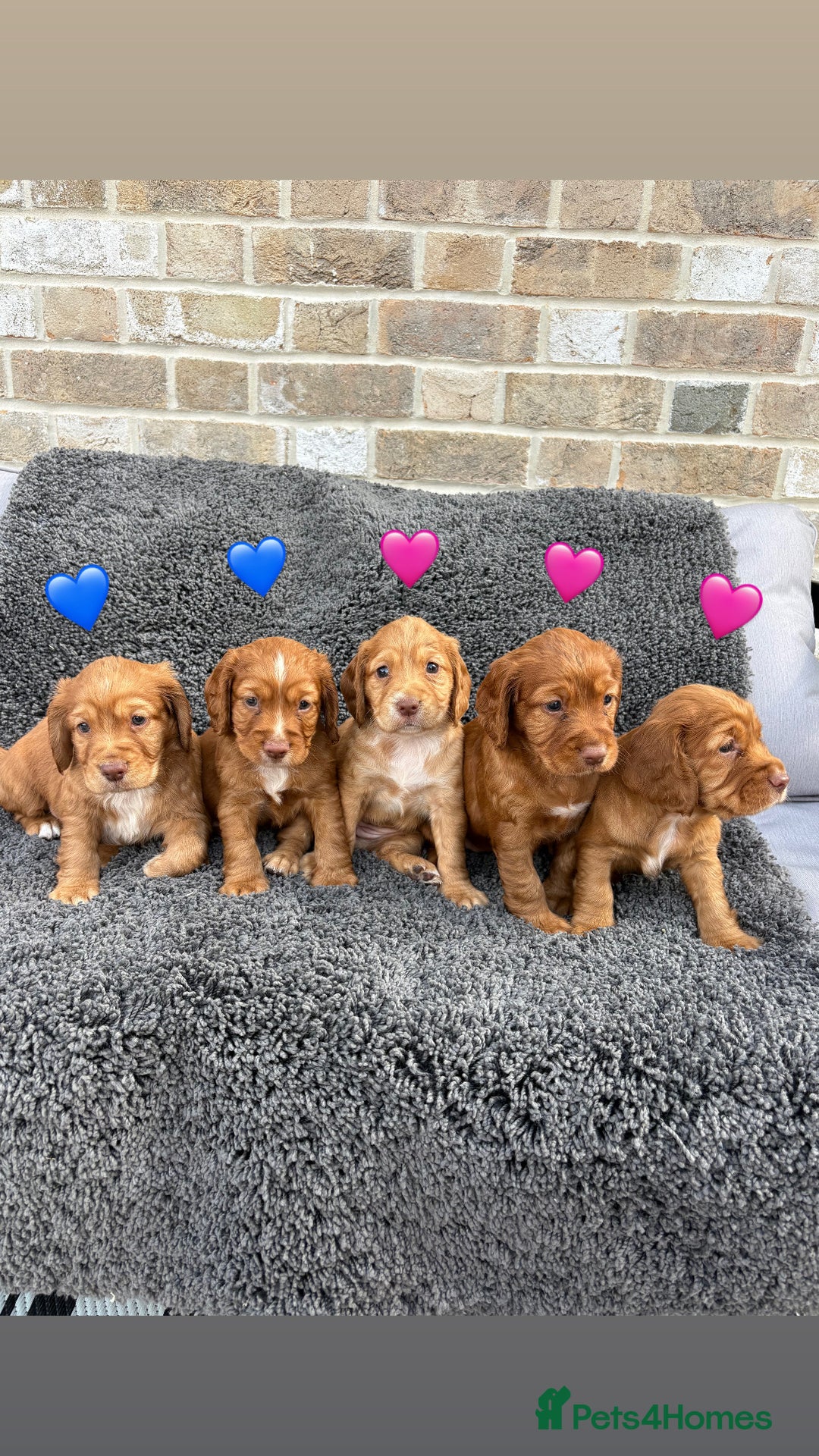 Cocker Spaniel dogs for sale: 6 beautiful red working cocker spaniels  - Image 1