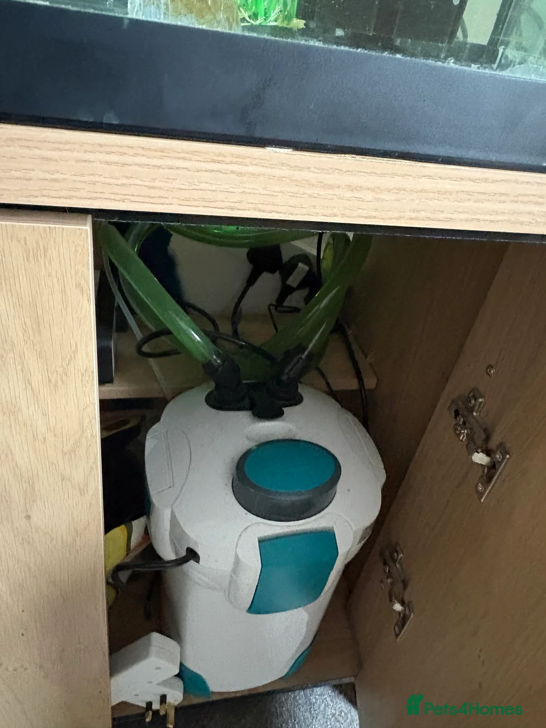 Fancy Goldfish fish for sale: large and small fancy goldfish with tank  - Advert 6