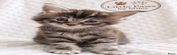 Maine Coon cats for stud: GCCF & TICA Blue Silver Mackerel Tabby - Advert 5