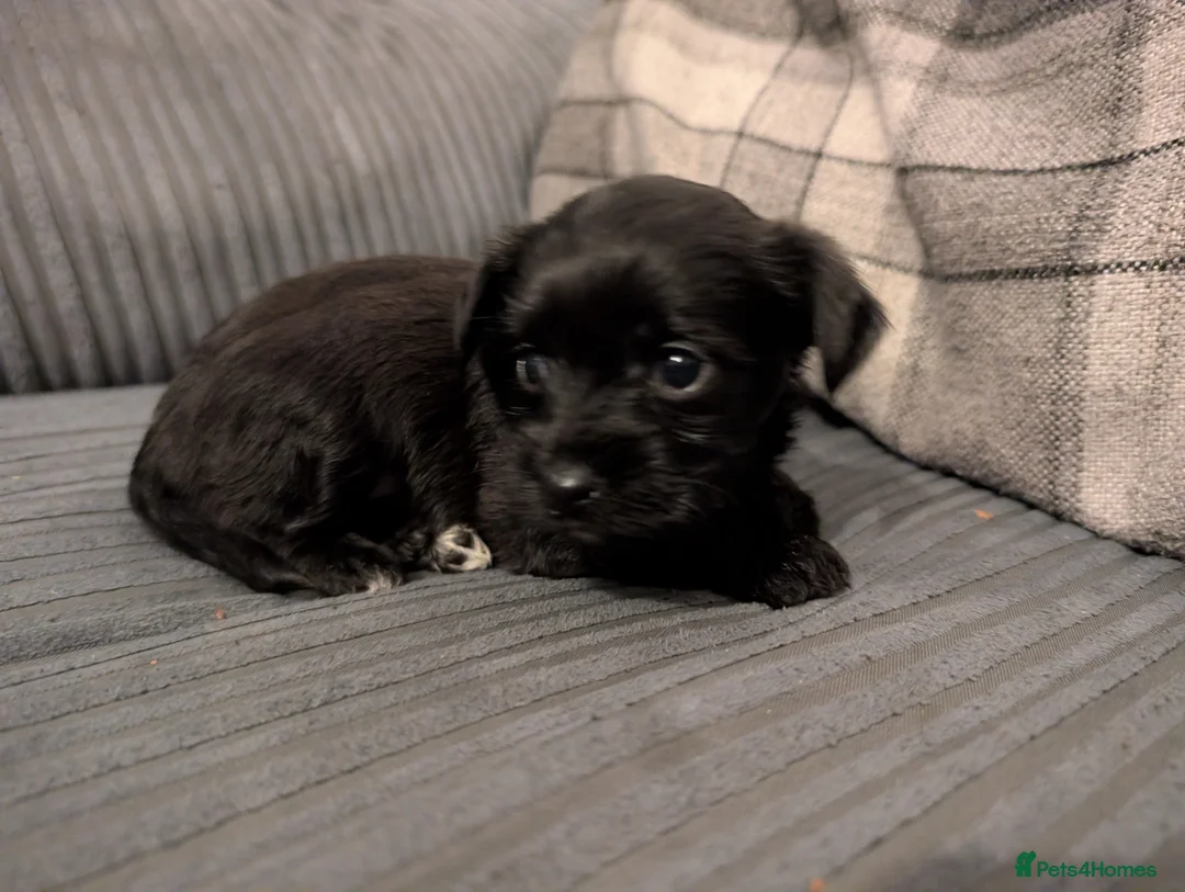 Mixed Breed dogs for sale: Beautiful small mixed breed puppies for sale - Advert 19