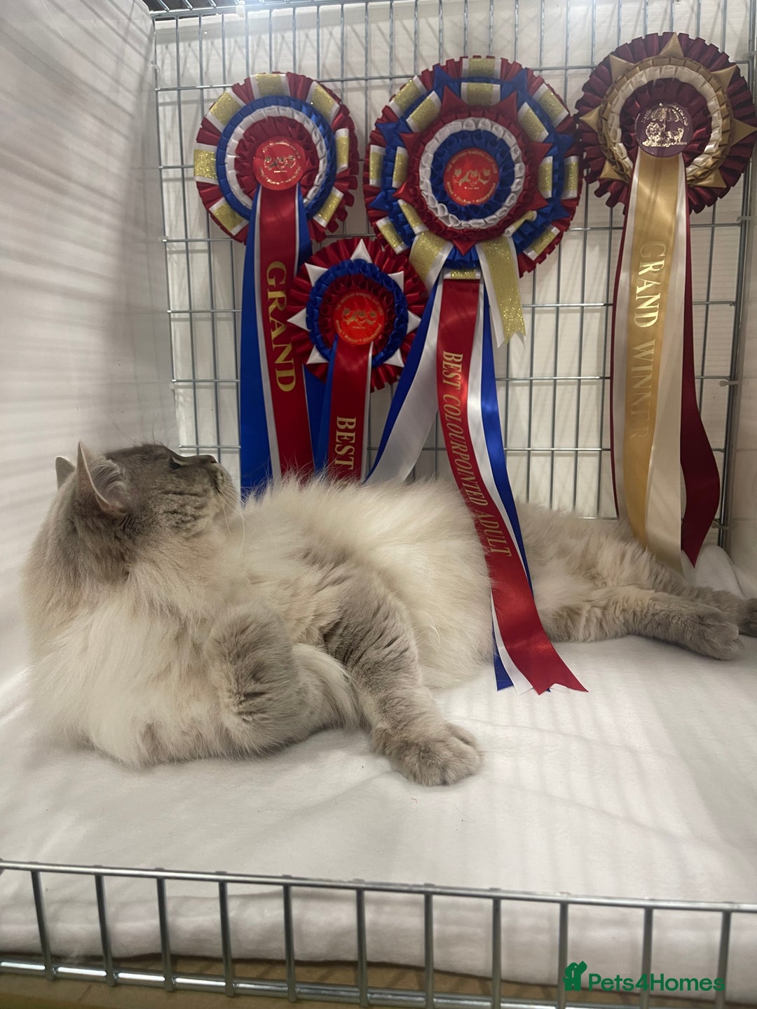 Ragdoll cats for sale: Active chocolate Tabby Girl  - Image 6