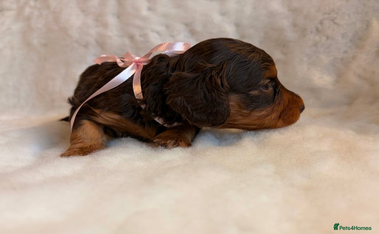 Miniature Dachshund dogs - Advert 1