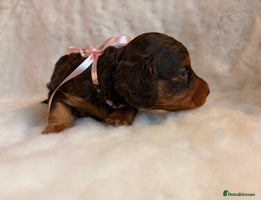 Miniature Dachshund dogs Perfect Long Haired KC Miniature Dachshund Puppies - Advert 4