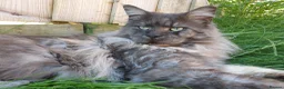 Maine Coon cats for stud: Black Smoke Maine Coon Stud Service - FIFe & TICA - Advert 6