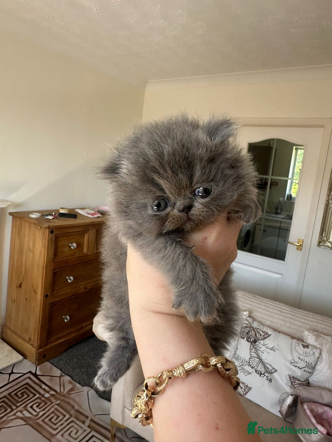Persian cats for sale: GCCF SOLID BLUE PERSIAN PRINCESSES  - Image 15