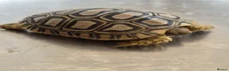 Tortoise reptiles for sale: Leopard Tortoise hatchlings in Rugby - Advert 1