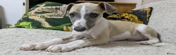 Whippet dogs for sale: Show quality KC reg pups - Advert 19
