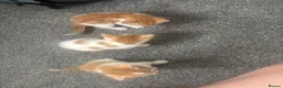 Mixed Breed cats for sale: gorgeous litter of kittens in Coventry - Advert 5