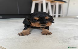 Cocker Spaniel dogs for sale: ****only 2 left****Stunning cocker puppies - Image 16