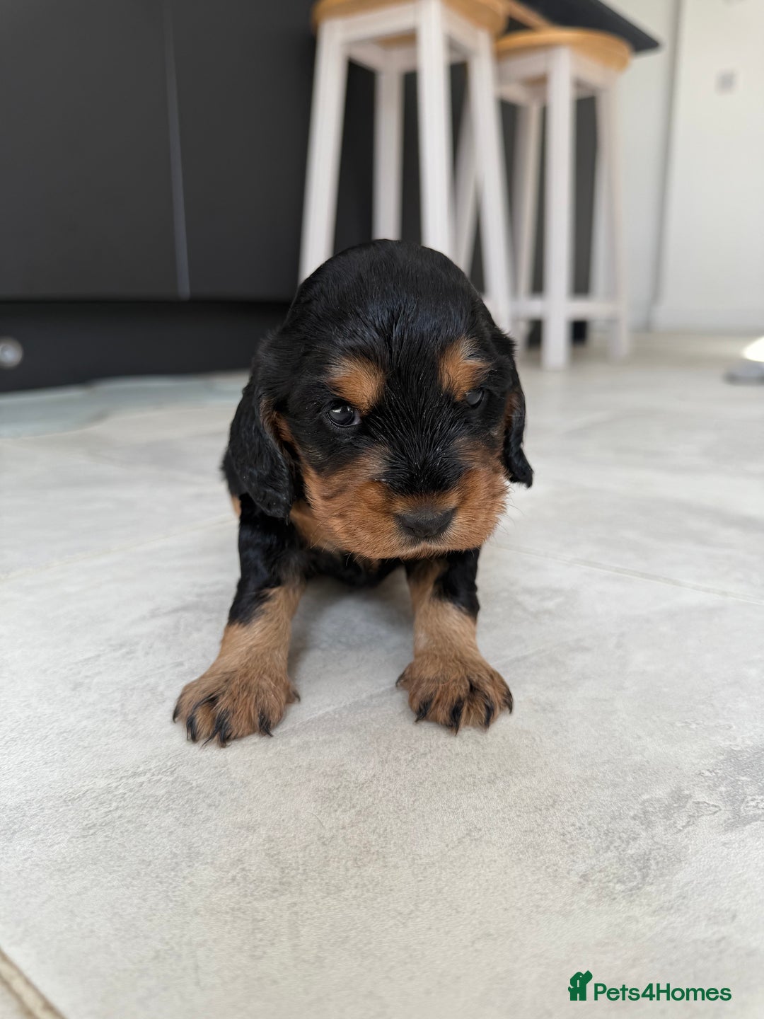 Cocker Spaniel dogs for sale: ****only 2 left****Stunning cocker puppies - Image 16