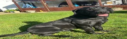 Labrador Retriever dogs for sale: 5 Year old black bitch - Advert 1