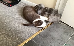 Dwarf Lop rabbits for sale: 2 male dwarf lops - vaccinated and neutered - Advert 9