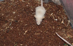 Mouse rodents for sale: Mixture of Fancy Mice For Sale  - Image 15