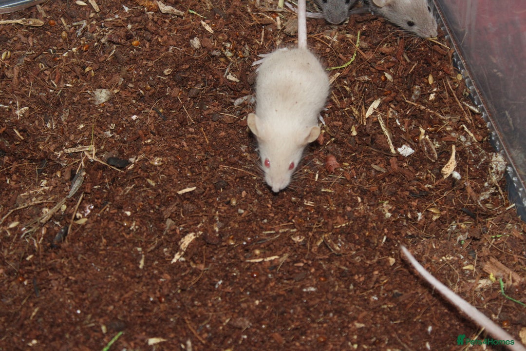 Mouse rodents for sale: Mixture of Fancy Mice For Sale  - Image 15