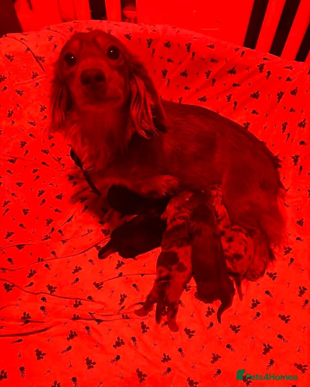 Dachshund dogs for sale: Miniature long-haired dachshund - Advert 1