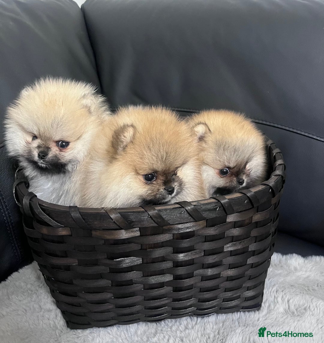 Pomeranian dogs for sale: 🔥Stunning 🐻Real Teddy Face🏆Quality  - Advert 8
