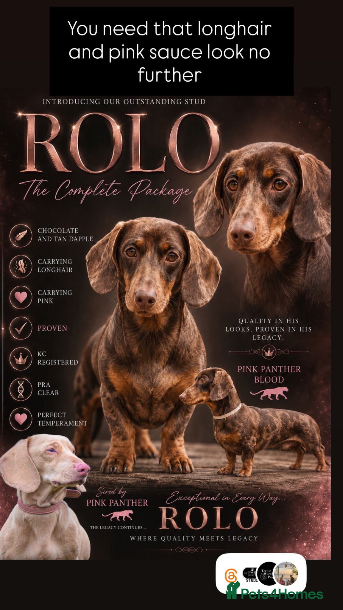 Miniature Dachshund dogs ROLO chocolate and tan dapple pink and LH carrier  - Advert 1
