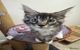 Maine Coon cats for sale: Beautiful GCCF kittens various colours - Image 37