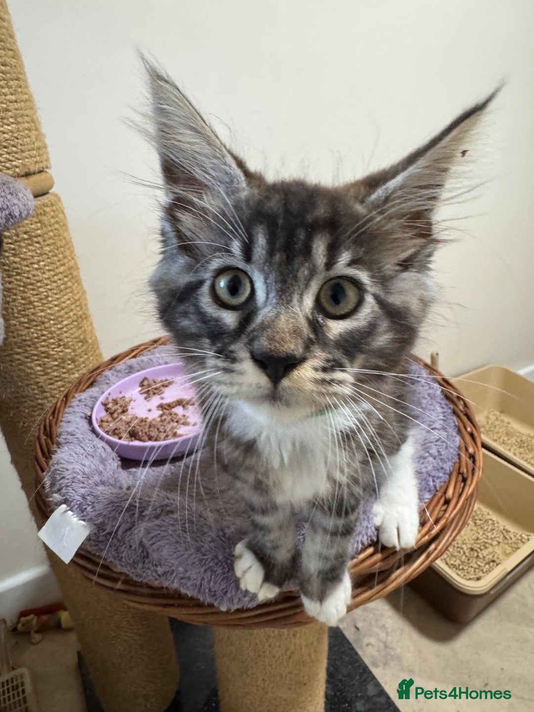 Maine Coon cats for sale: Beautiful GCCF kittens various colours - Image 37