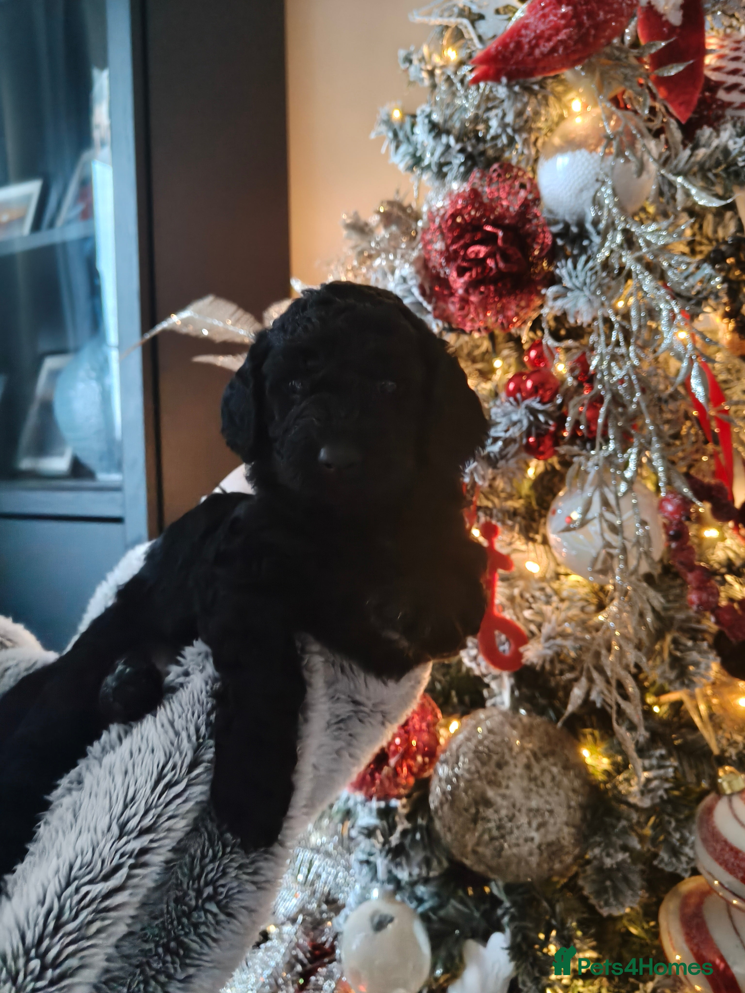 Cockapoo dogs F1b Cockapoo Puppies – 6 Newborn Pups - Advert 13