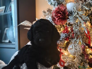 Cockapoo dogs F1b Cockapoo Puppies – 6 Newborn Pups - Advert 13