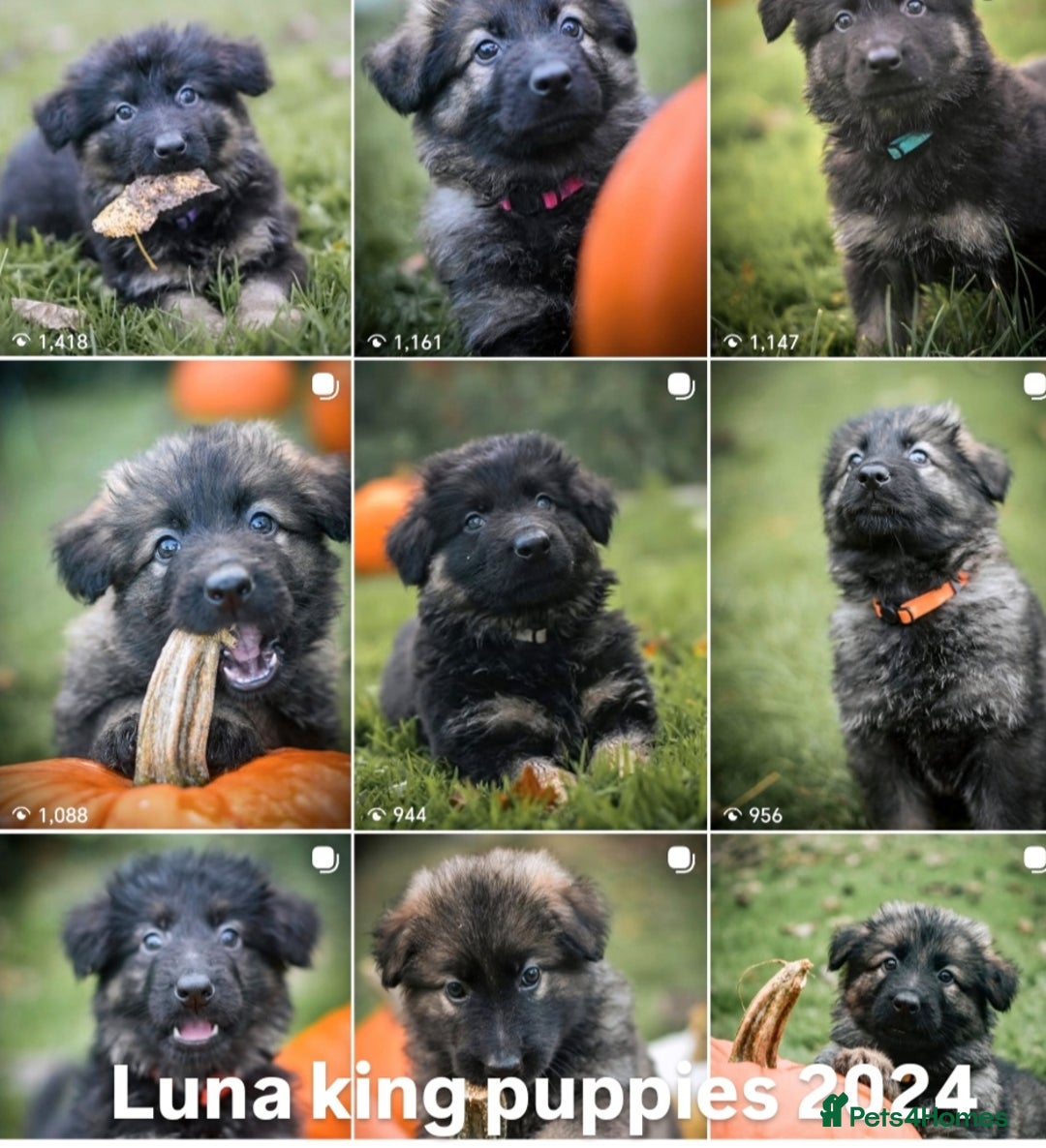 German Shepherd dogs for sale: KC registered 5 generation long coated GSD puppies - Image 13