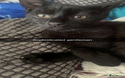 British Shorthair cats for sale: Adorable kitten& cat  - Image 3