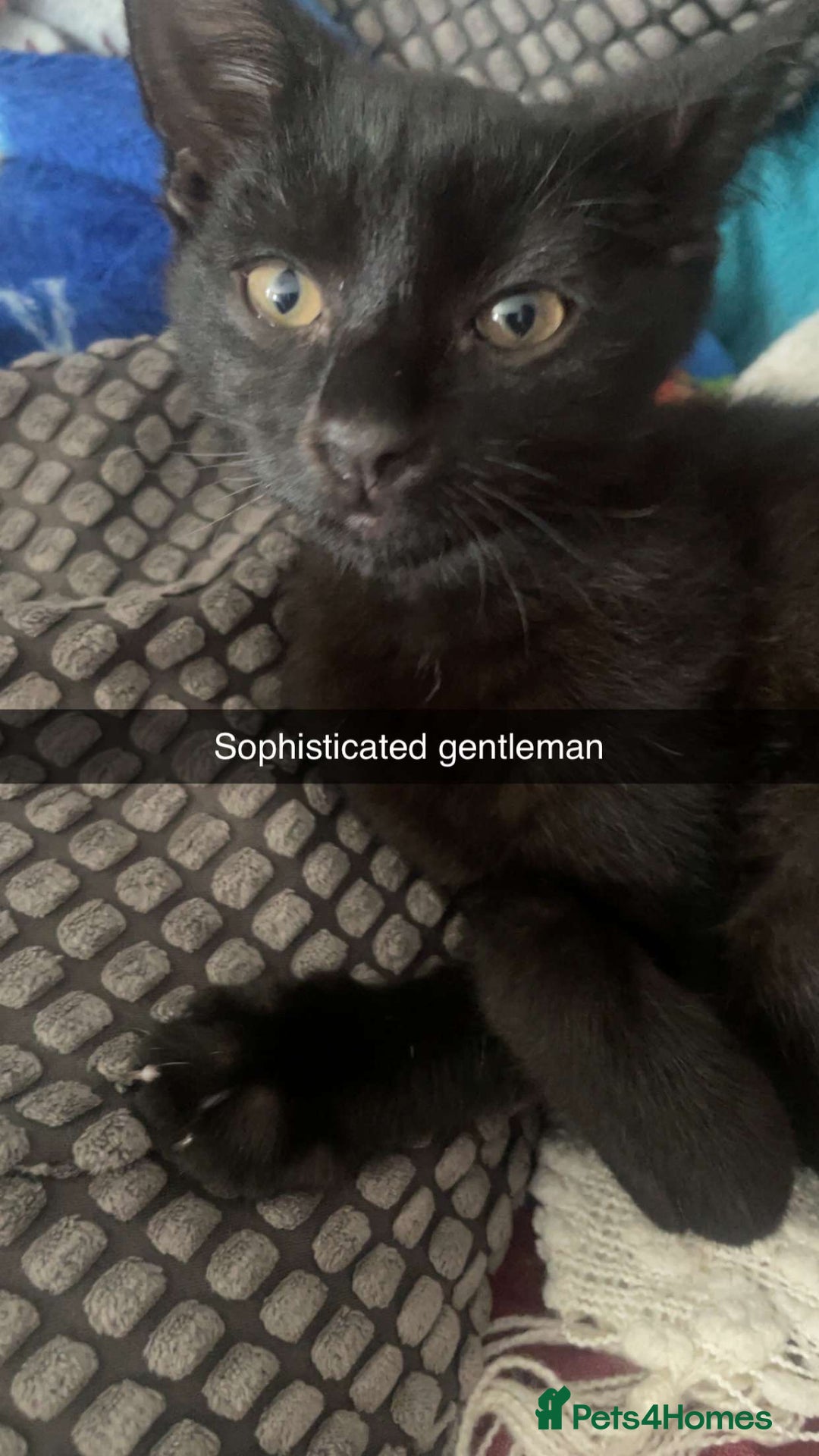 British Shorthair cats for sale: Adorable kitten& cat  - Image 3