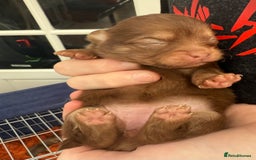 Pomchi dogs for sale:  **  Beautiful Pomchi loved & socialised  - Image 15