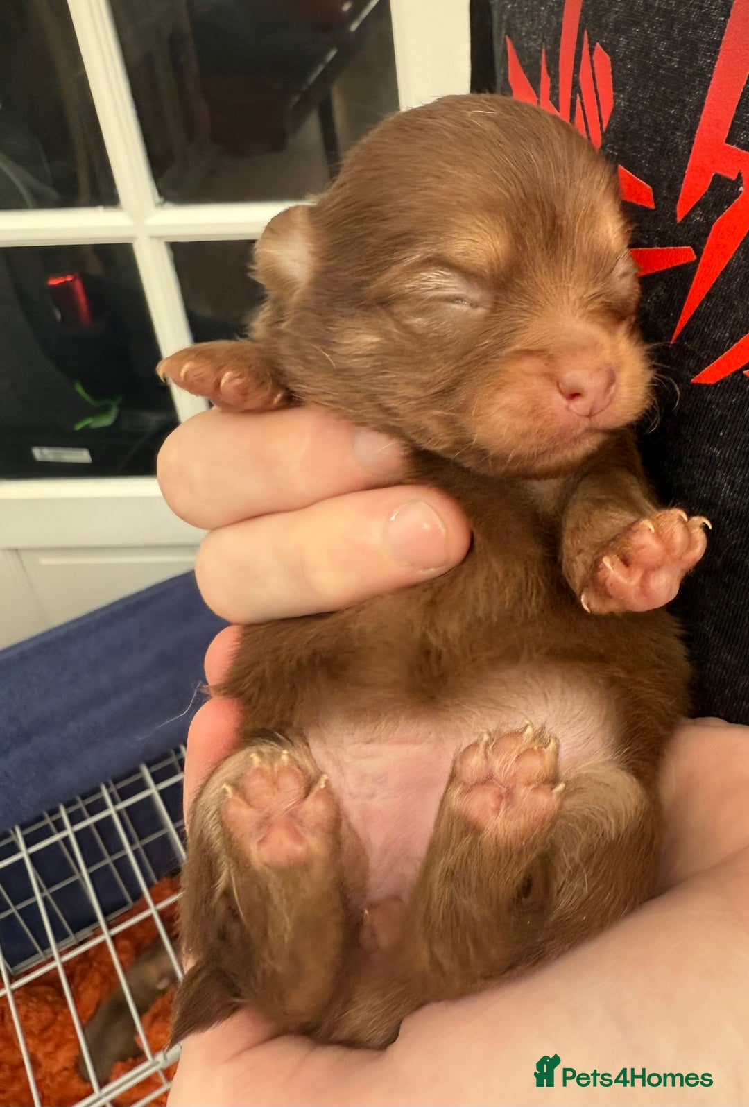 Pomchi dogs for sale:  **  Beautiful Pomchi loved & socialised  - Image 15