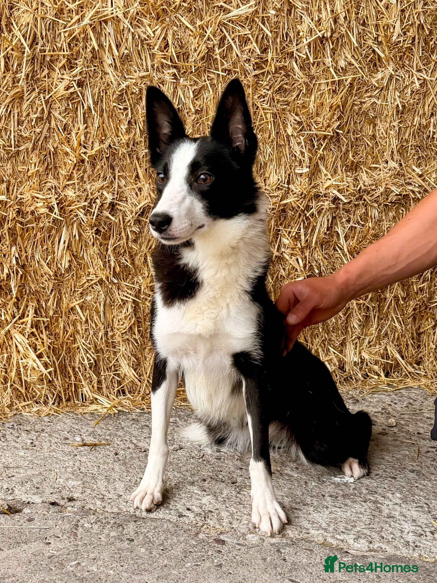 Border Collie dogs 18 Month Old Border Collie Bitch  - Advert 2