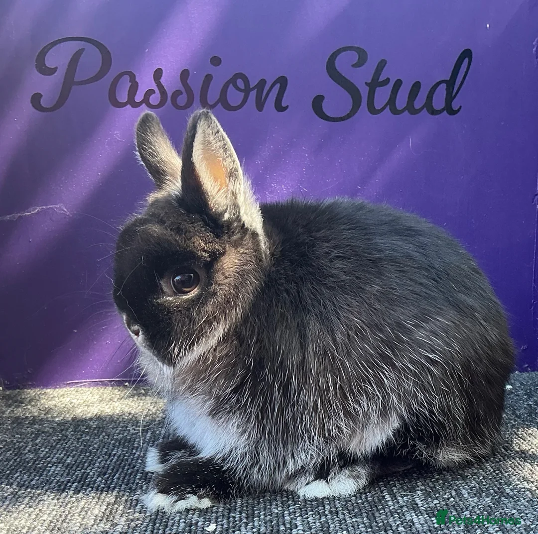 Netherland Dwarf rabbits for sale: Pure bred netherland dwarf in Cambridge - Advert 1