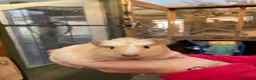 Guinea Pig rodents for sale: Stunning baby girl/sow guinea pigs  - Advert 9