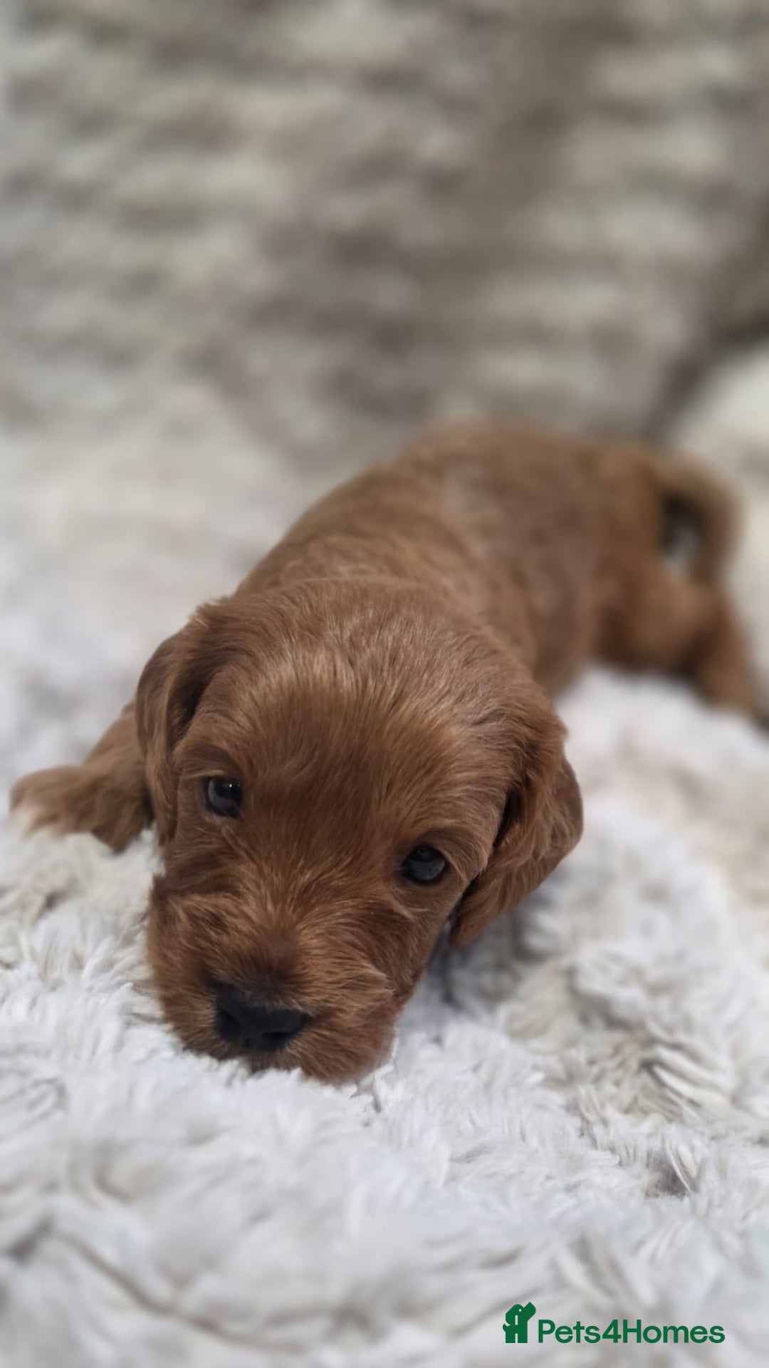 Cavapoo dogs for sale: 🌟 Rare Tiny Toy Cavapoo's F1B - Image 6