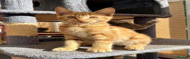 Charmeleon