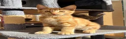 Maine Coon cats for sale: TORTOISESHELL MAINE COON X KITTENS - Advert 24