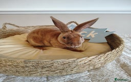 Rex rabbits for sale: Lovely Rex rabbit babies  - Image 4