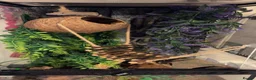 Gecko reptiles for sale: Crested gecko (ENCLOSURE AND EVERYTHING INCLUDED) in Leicester - Advert 5
