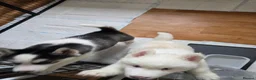 Siberian Husky dogs for sale: EBONY / ARYA SIBERIAN HUSKYS READY TO LEAVE  - Advert 8