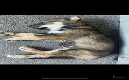 German Shepherd dogs for sale: Male German shepherd puppy ready now - Image 2