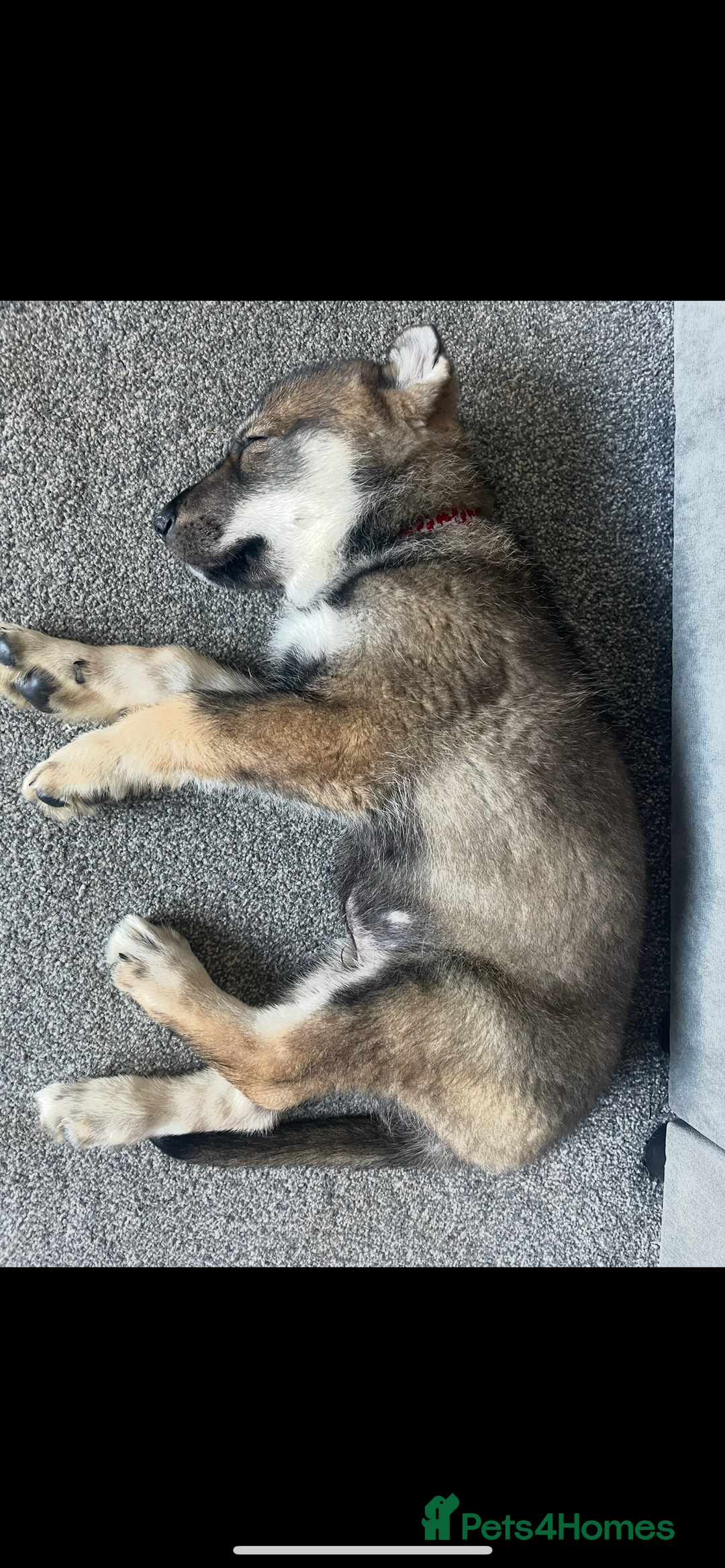 German Shepherd dogs for sale: Male German shepherd puppy ready now - Image 2