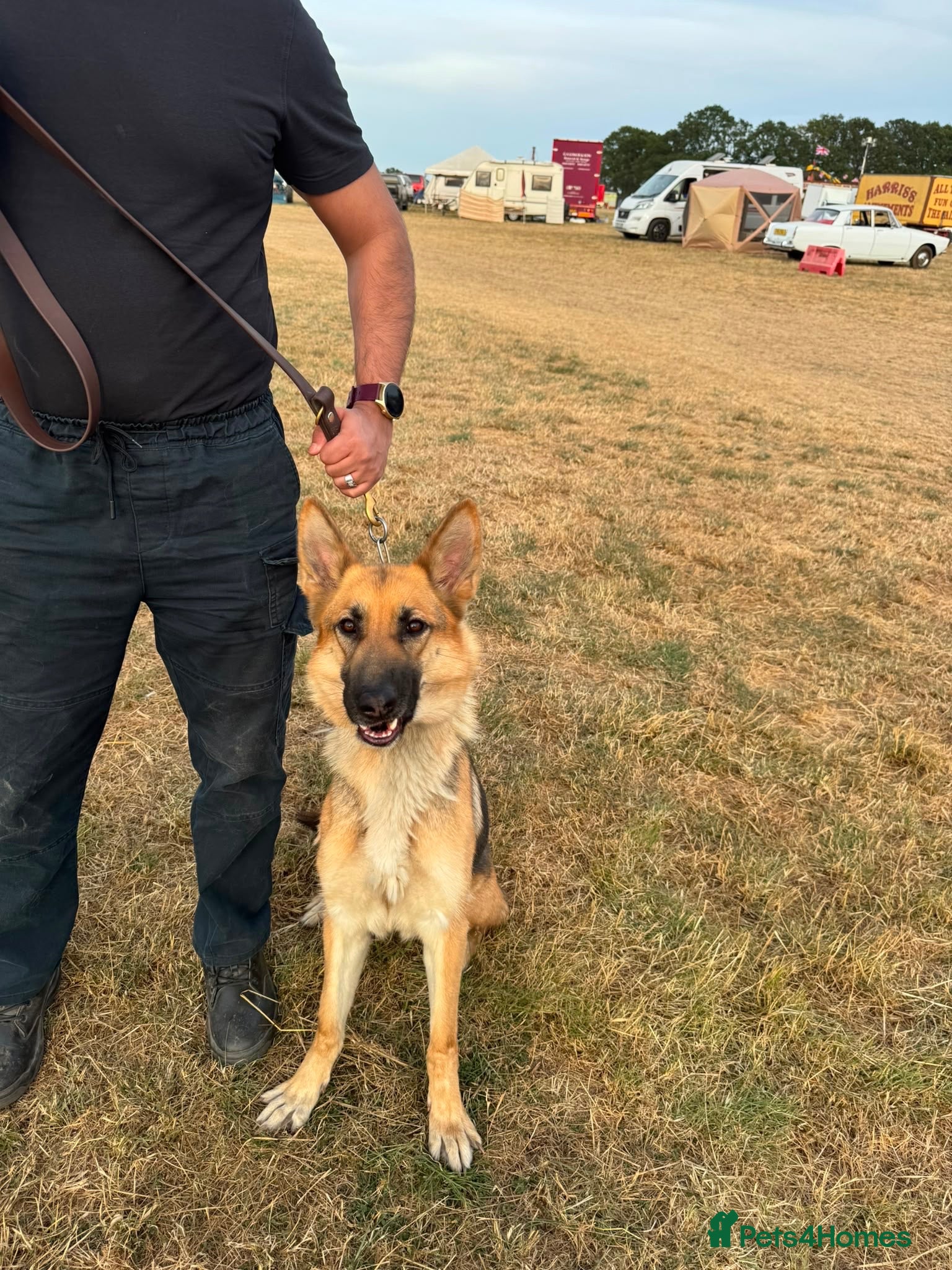 German Shepherd dogs Need new home - Advert 6