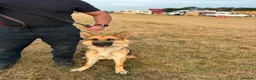 German Shepherd dogs for sale: Need new home - Advert 1