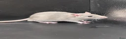 Rat rodents for sale: Baby Rats for homes in Durham - Advert 5