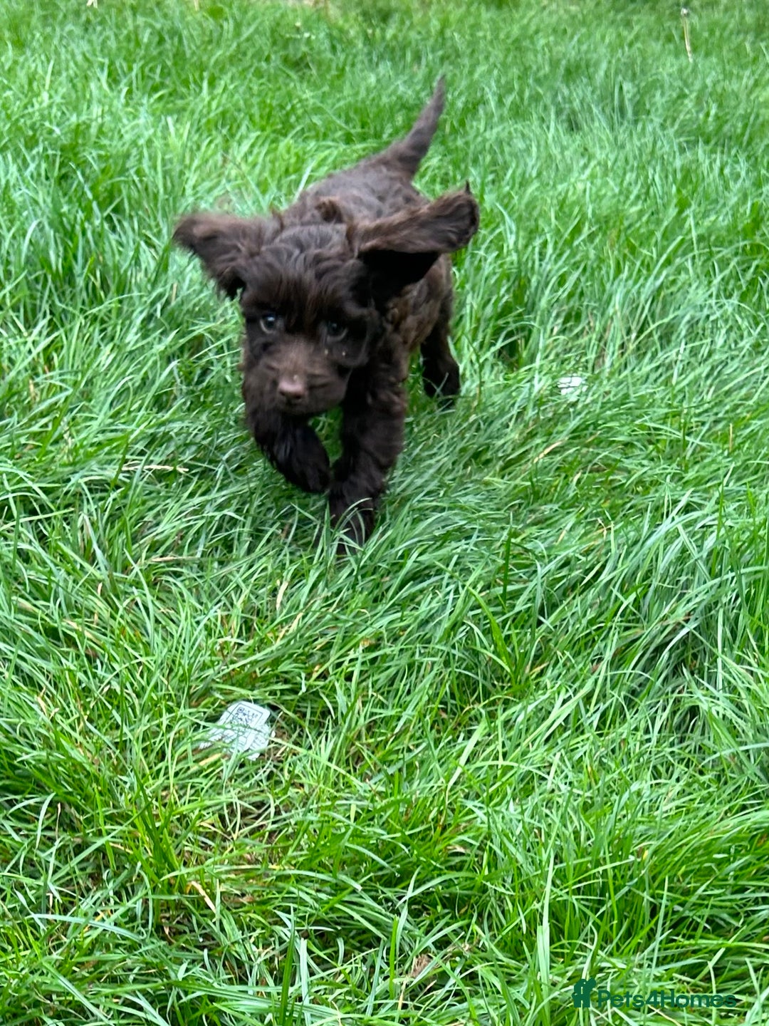 Cockapoo dogs for sale: Beautiful miniature Teddybear Cockerpoos puppies  - Image 7