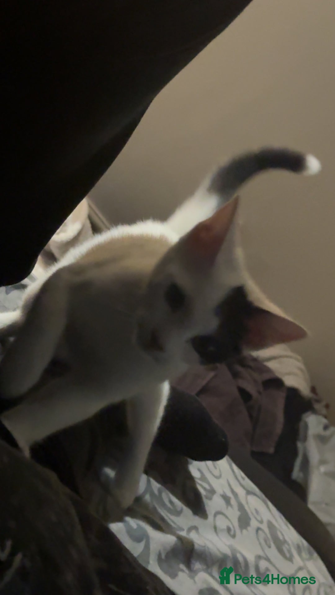 Domestic Shorthair cats for sale: Blair beautiful domestic short haired  - Image 3
