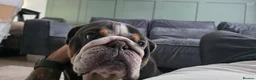 English Bulldog dogs for sale: Shelby – Beautiful 4-Year-Old English Bulldog - Advert 3